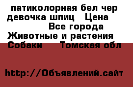 патиколорная бел/чер девочка шпиц › Цена ­ 15 000 - Все города Животные и растения » Собаки   . Томская обл.